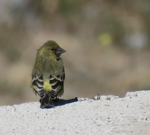 Black-chinned Siskin (f)