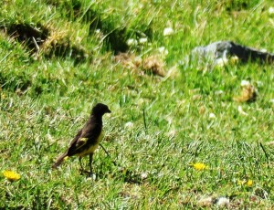 Yellow-rumped Siskin (f)