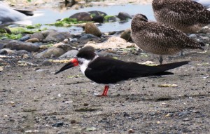 Black Skimmer