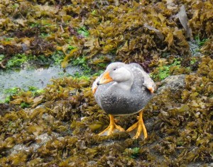 Flightless Steamer-duck
