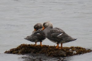 Flying Steamer-duck