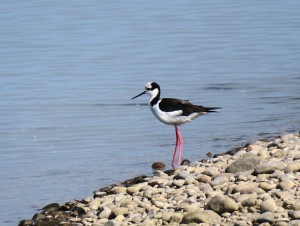 White-backed Stilt