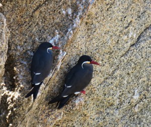 Inca Tern