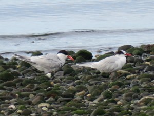 South American Tern