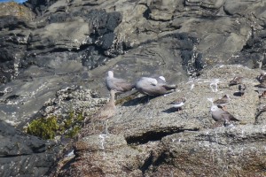 Ruddy Turnstone + friends