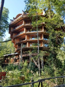 The wild Hotel Nothofagus nearby