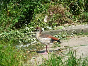 Egyptian Goose   