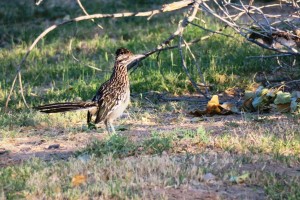 Greater Roadrunner