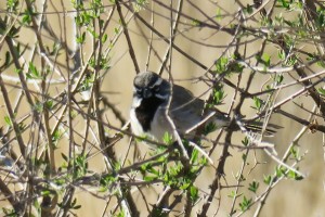 Black-throated Sparrow