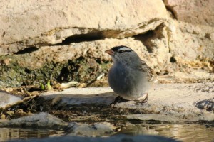 White-crowned Sparrow