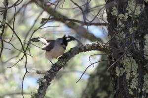 Black-crested Titmouse