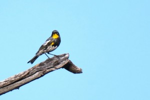 Yellow-rumped Warbler