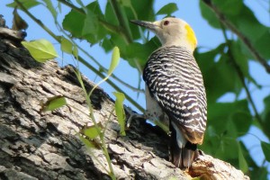 Golden-fronted Woodpecker