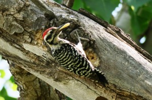 Ladder-backed Woodpecker