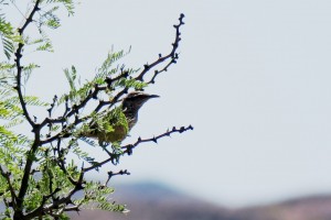 Cactus Wren