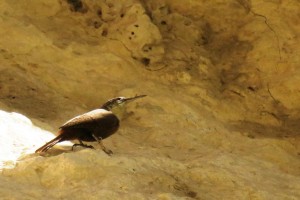 Canyon Wren