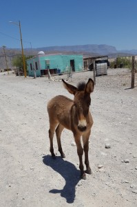 Liza made a new friend