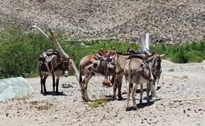 One way to Boquillas del Carmen
