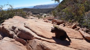 Red Rock Canyon National Conservation Area, NV