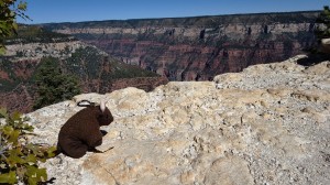 Grand Canyon National Park (north rim), AZ