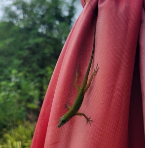 St Vincent Tree Anole, St Vincent & the Grenadines