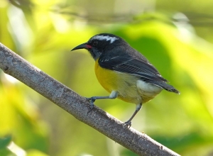 Bananaquit, Barbuda