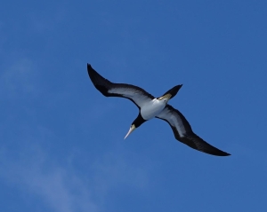 Brown Booby, Ferry St Lucia to Martinique