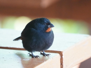 Lesser Antillean Bullfinch, Dominica