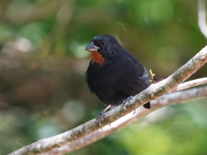 Lesser Antillean Bullfinch, Martinique