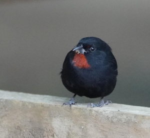 Lesser Antilllean Bullfinch, St Lucia
