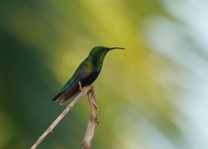 Green-throated Carib, Barbados