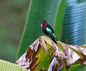 Purple-throated Carib, Martinique