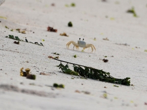 Ghost Crab, Barbados