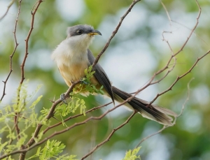 Mangrove Cuckoo, Barbuda