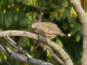 Common Ground Dove, Antigua