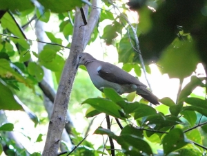 Grenada Dove, Grenada