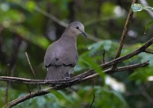 Grenada Dove