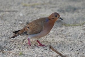Zenaida Dove
