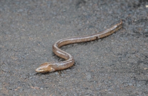 Freshwater eel, St Lucia
