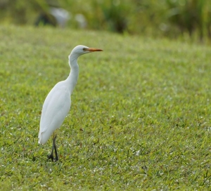 Cattle Egret, St Lucia
