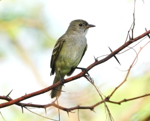 Caribbean Elaenia, Barbuda