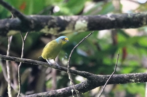 Lesser Antillean Euphonia, St Lucia