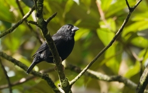 St Lucia Black Finch, St Lucia