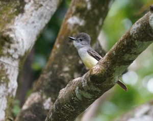 Lesser Antillean Flycatcher, St Lucia