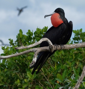 Magnificent Frigatebird, Barbuda