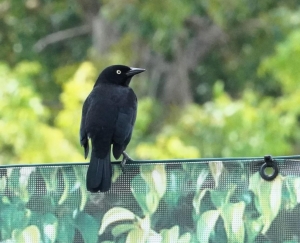 Barbados (Carib) Grackle, Barbados
