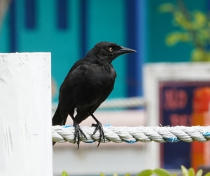 Barbados (Carib) Grackle, Barbados