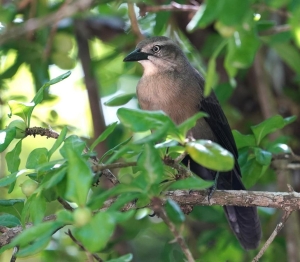 Carib Grackle (fem), Martinique