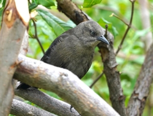 Carib Grackle (fem), St Lucia