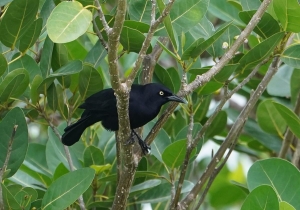 Carib Grackle, St Lucia